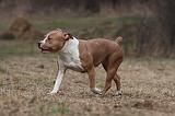 AMSTAFF ADULT 313